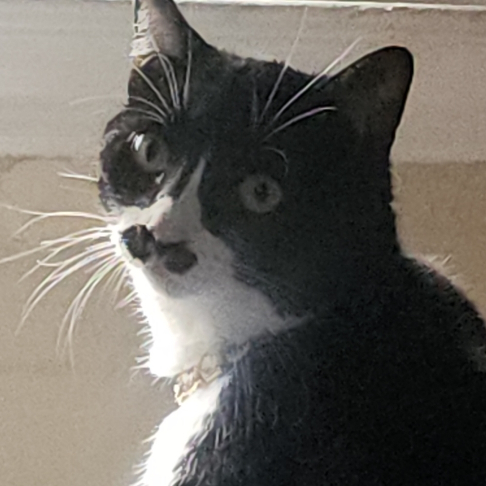 Meet your Posher, Delilah